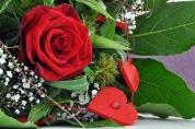 Rose1.jpg