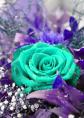 Rose6.jpg