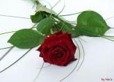 comp_Rosevalentin2_filtered.jpg