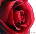 comp_makro_rose_ohne_tropfen_filtered.jpg