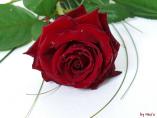 comp_rosevalentin3_filtered.jpg