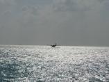 comp_IMG_0243.jpg