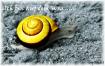 comp_Schnecke_sw.jpg