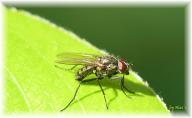 Fliege_blatt_filt.jpg