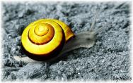 comp_Schnecke1swfarbe.jpg